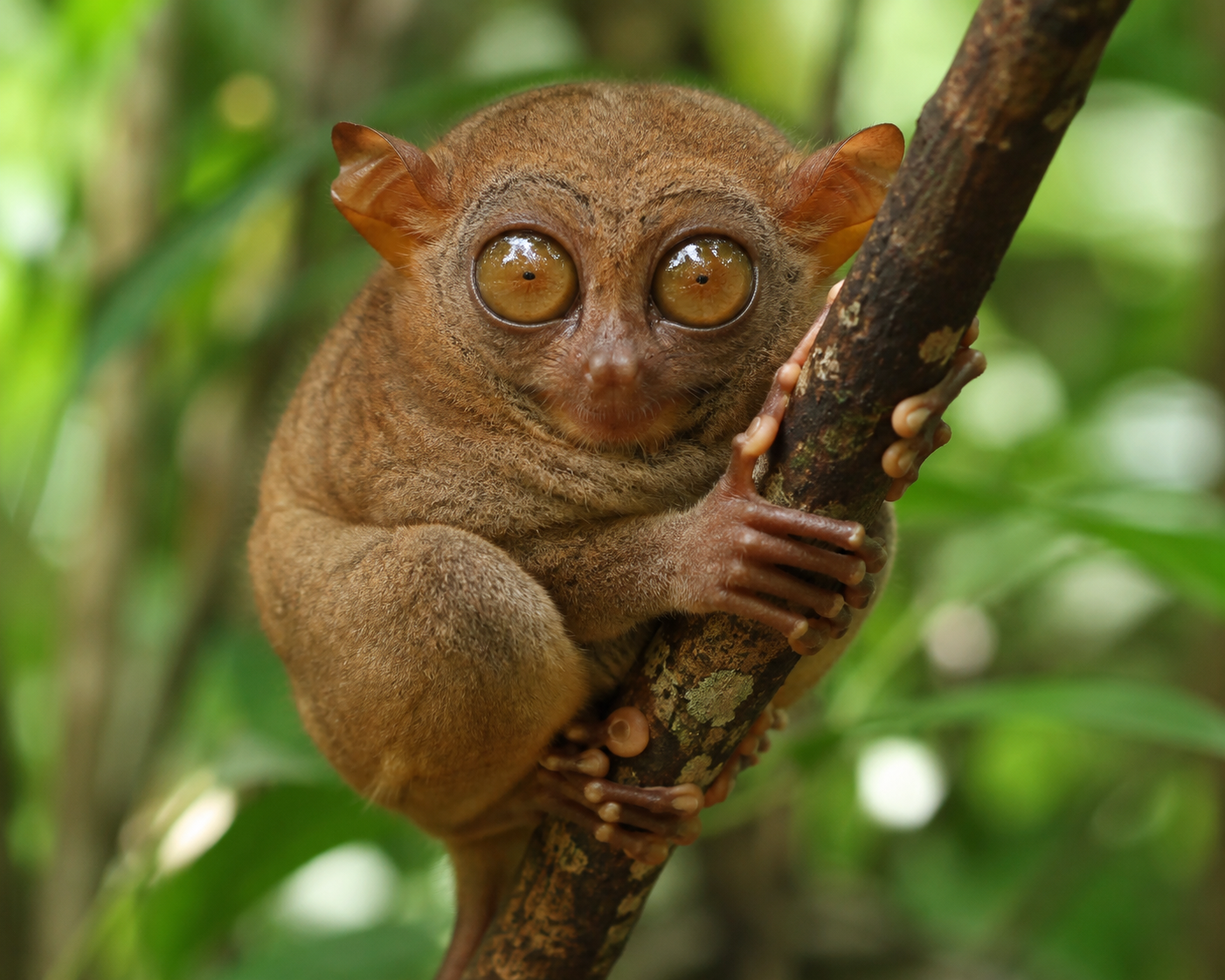 tarsier
